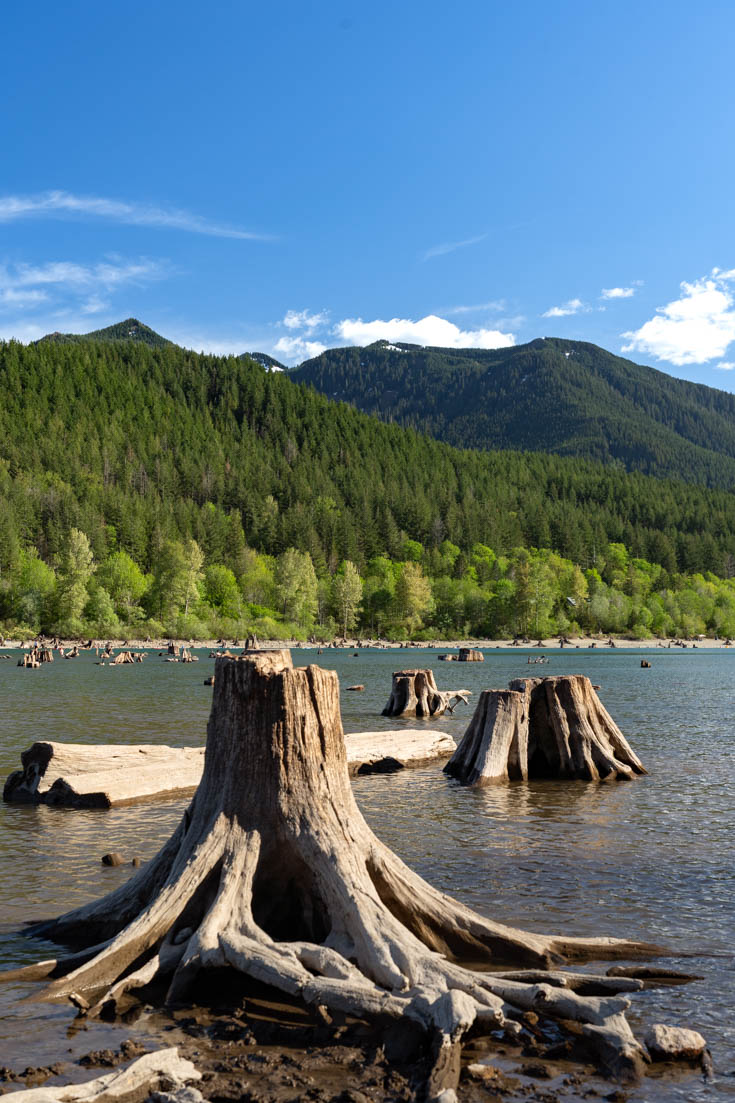 Tree stumps protruding from a shallow lake with forested mountains in the background