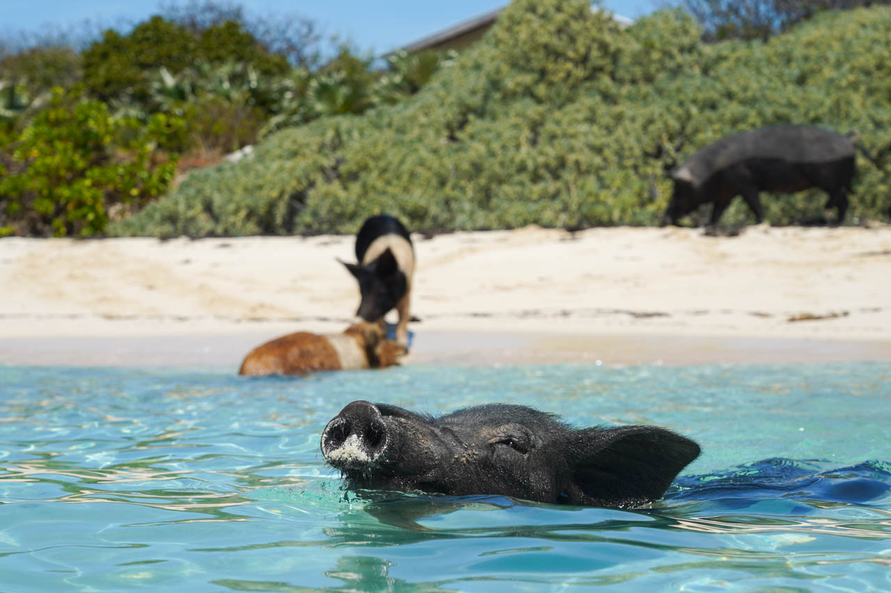 Pig swimming with tropical water with two pigs on sandy shoreline in background