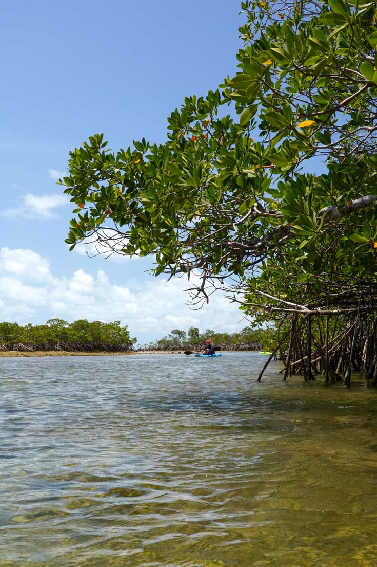 Young boy kayaking among mangroves