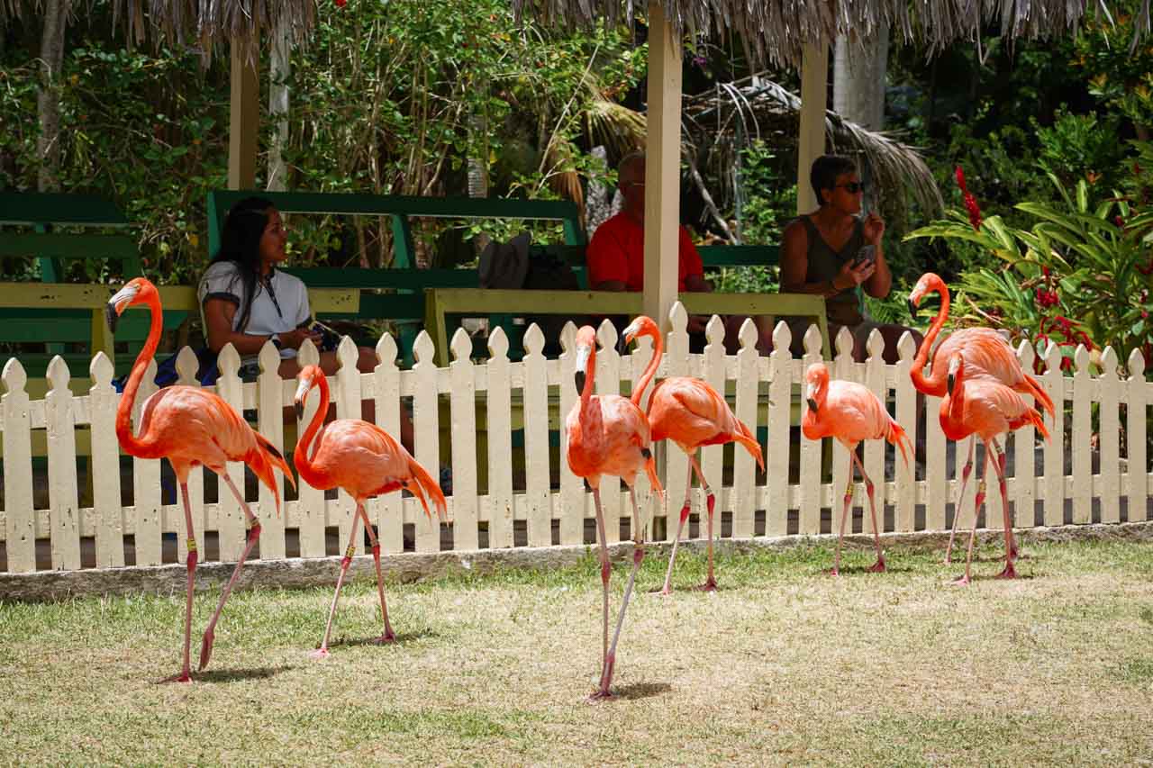 Adult flamingoes walking across lawn with low, pale yellow fence behind
