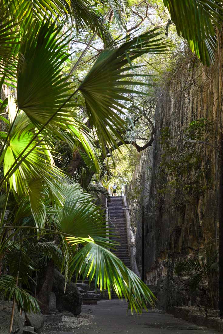 Stairs cut into a limestone wall and framed by palm fronds