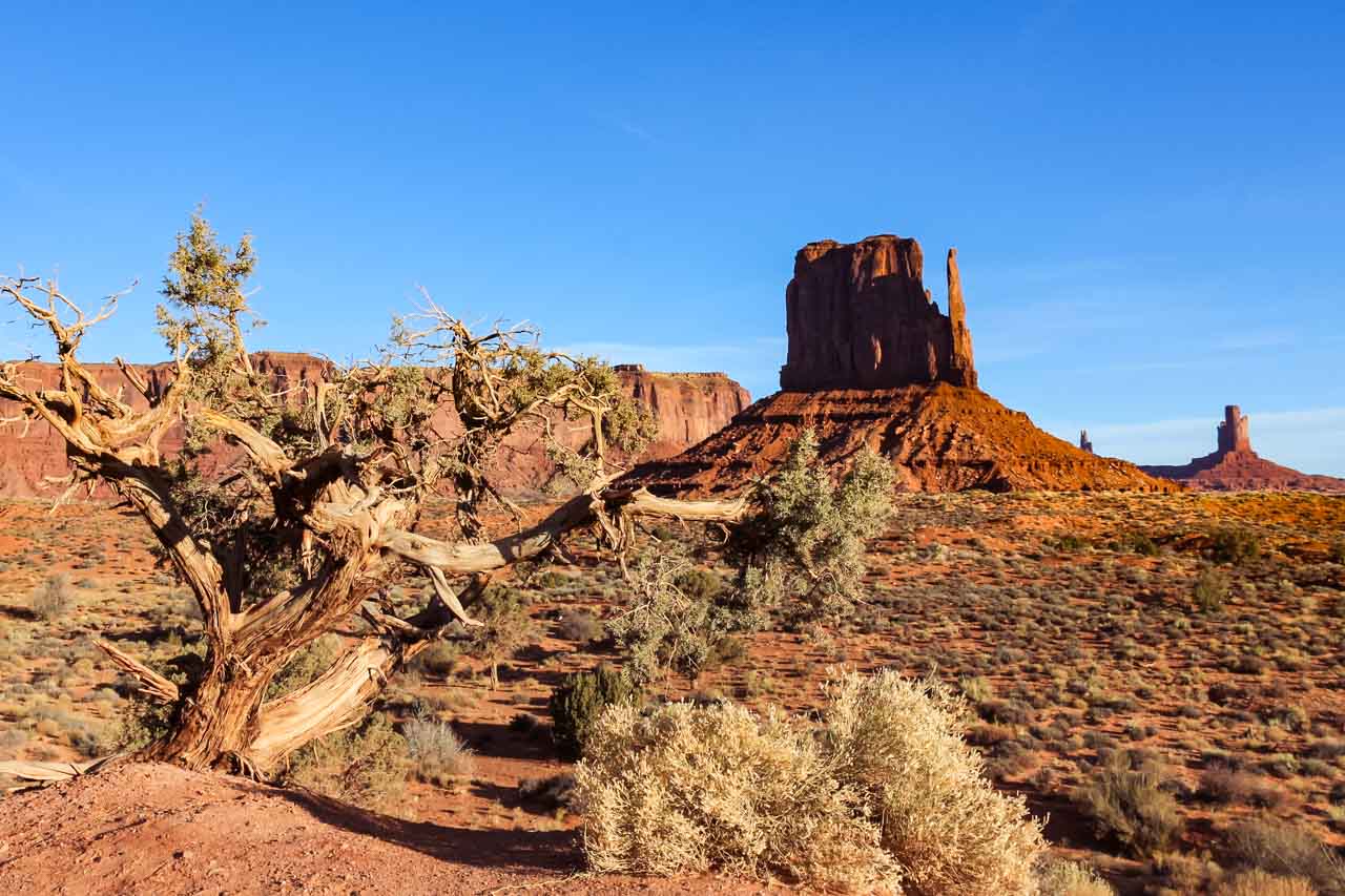 East Mitten in distance with Juniper tree in foreground