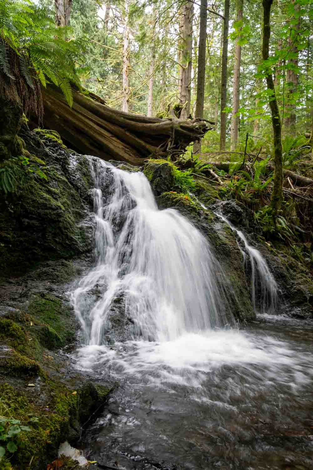 A small waterfall with large tree fallen across the top