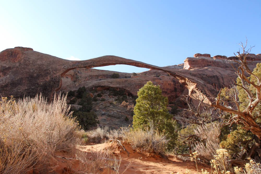 A very thin and precarious looking rock arch with high desert plantlife in foreground