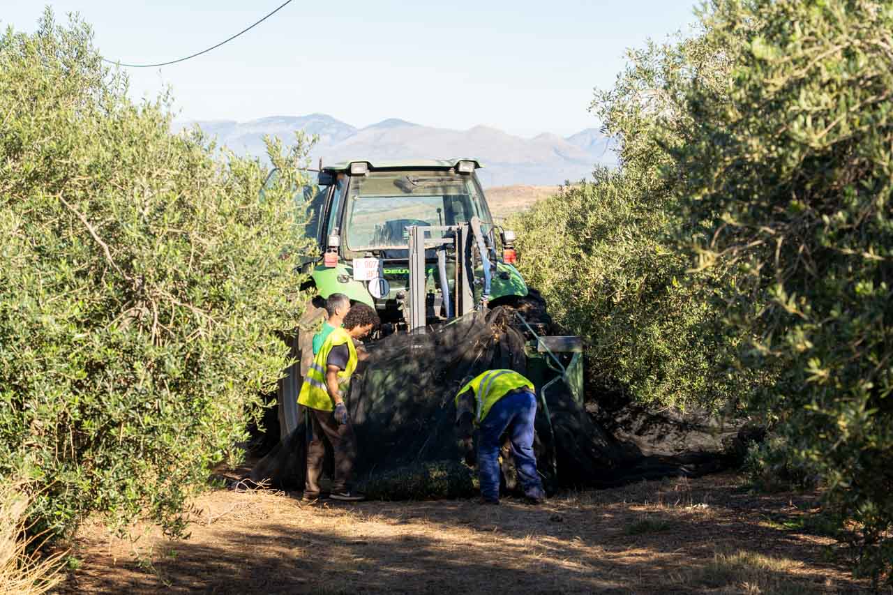 Men feeding net full of freshly harvested olives into a machine between rows of olive trees, with mountains in the background