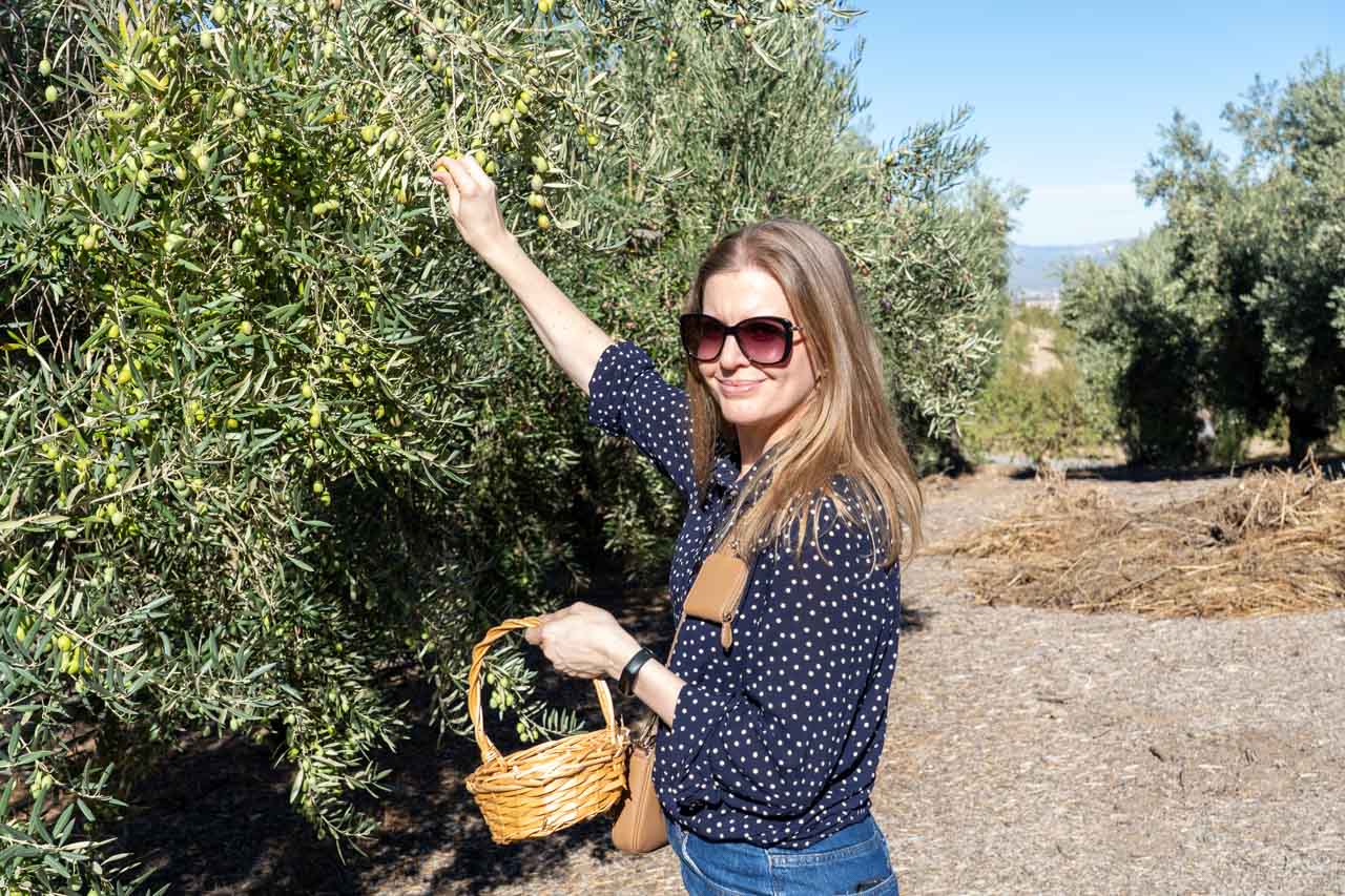 Madam ZoZo holding a basket and picking olives on an olive farm