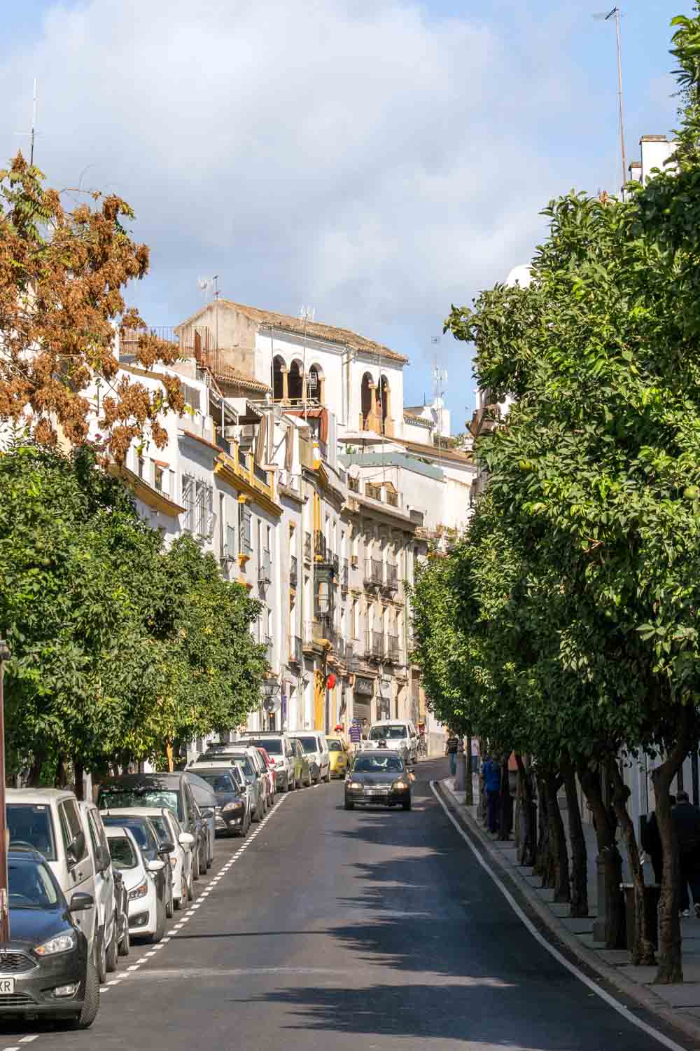 Cordoba streetscape lined with orange trees