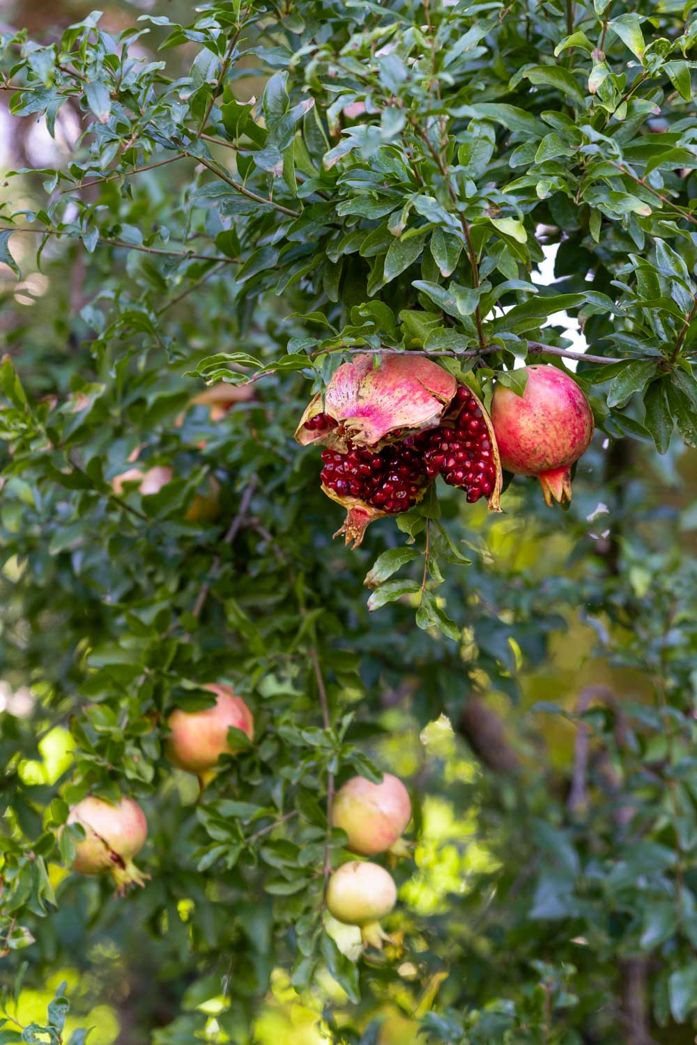 Pomegranates growing on a tree, with one split open to reveal seeds inside