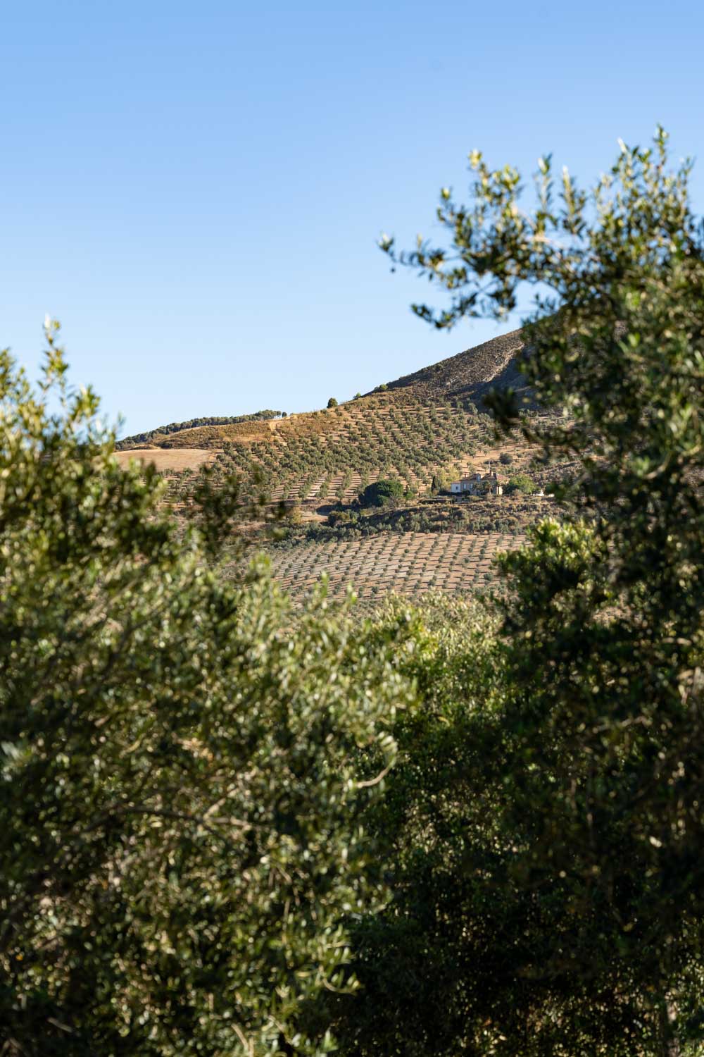Olive groves on a hillside viewed between the foliage of a olive trees