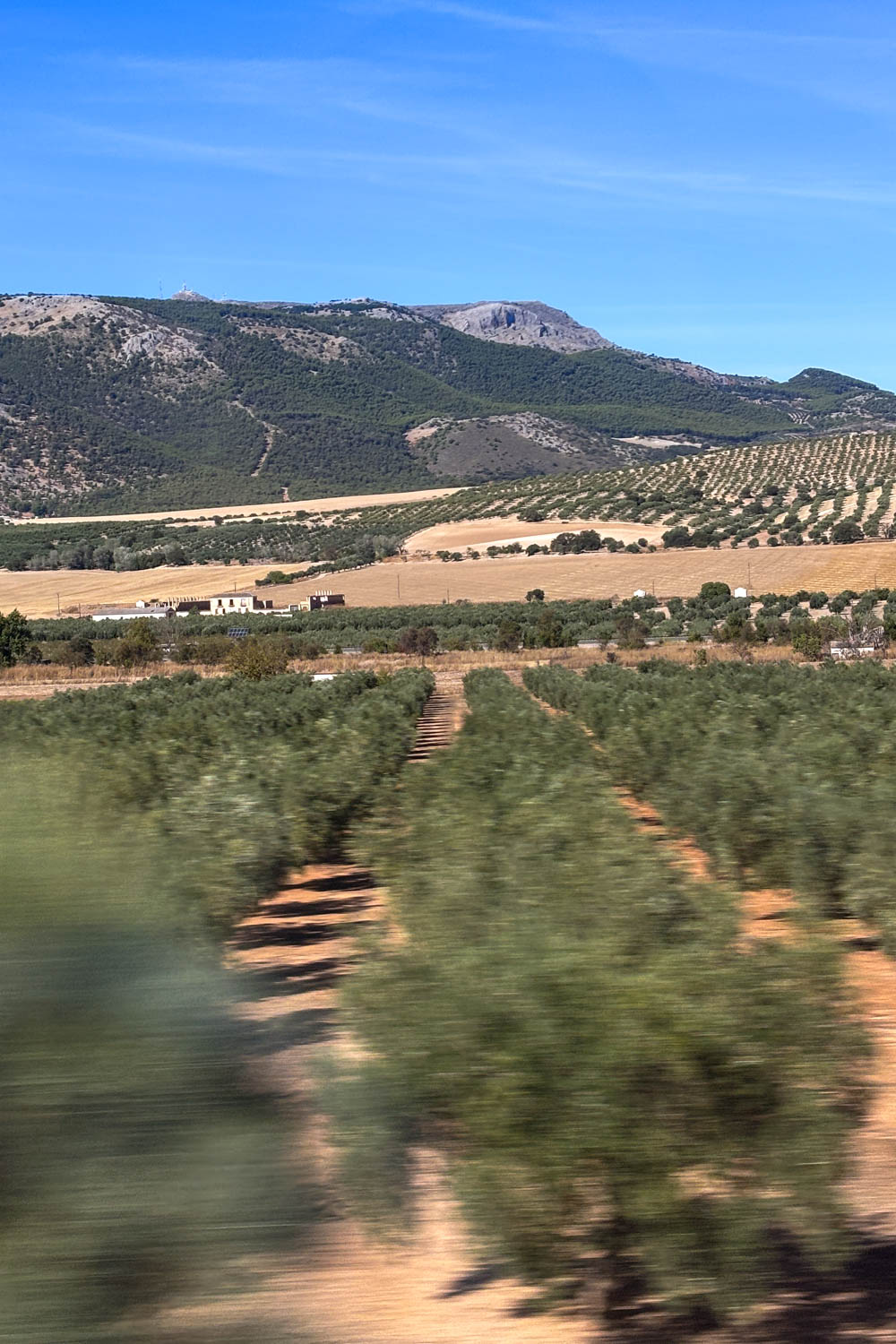 Andalucia olive groves and distant mountains viewed from a moving train, with motion blur in the foreground