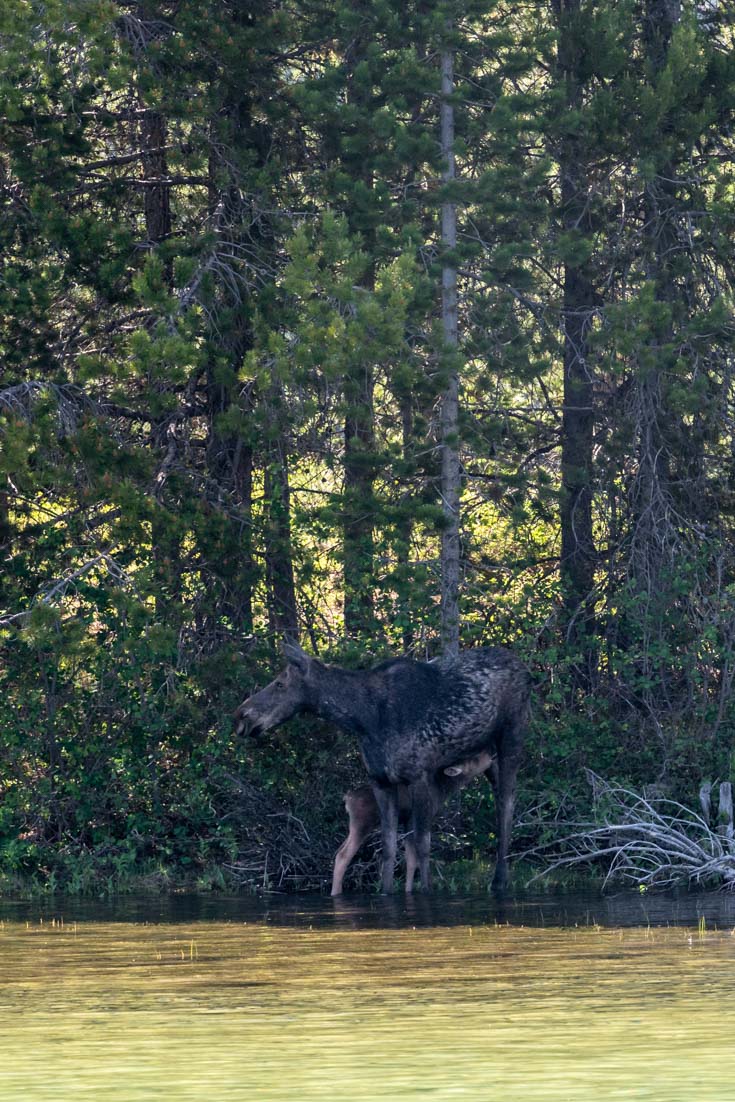 Mother moose and calf on the forested shores of Lake Jenny