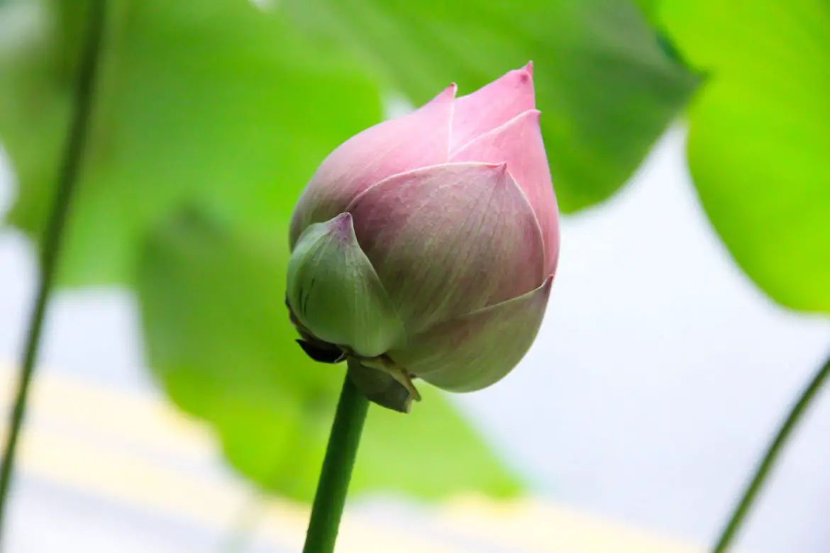 The Lovely Lotus Flower: Symbolism & Meaning