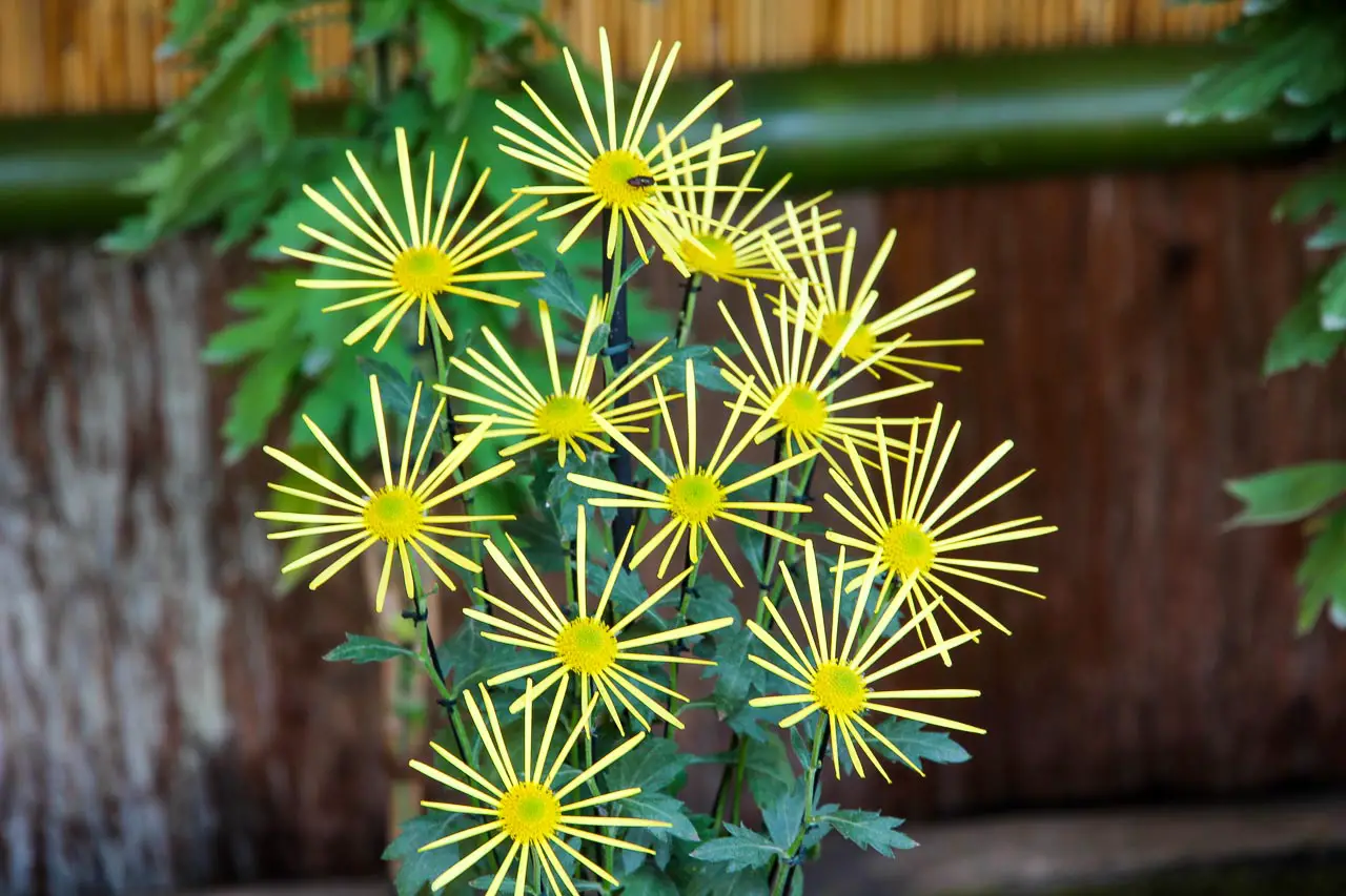 A cluster of yellow chrysanthumums with a star-like form