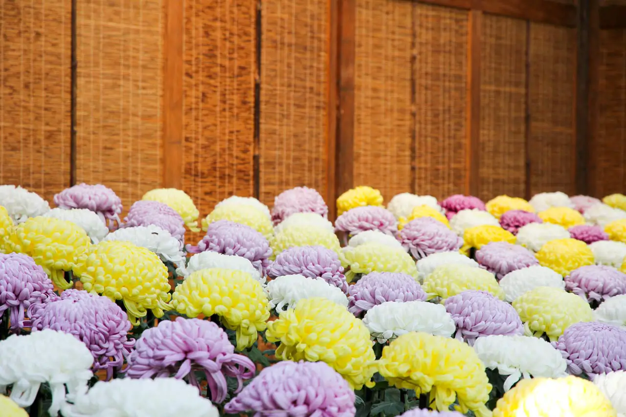 Diagonal rows of large yellow, white and purple chrysanthemums