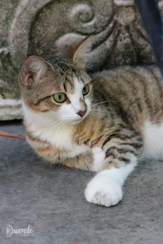 Cat with six toes lying on concrete
