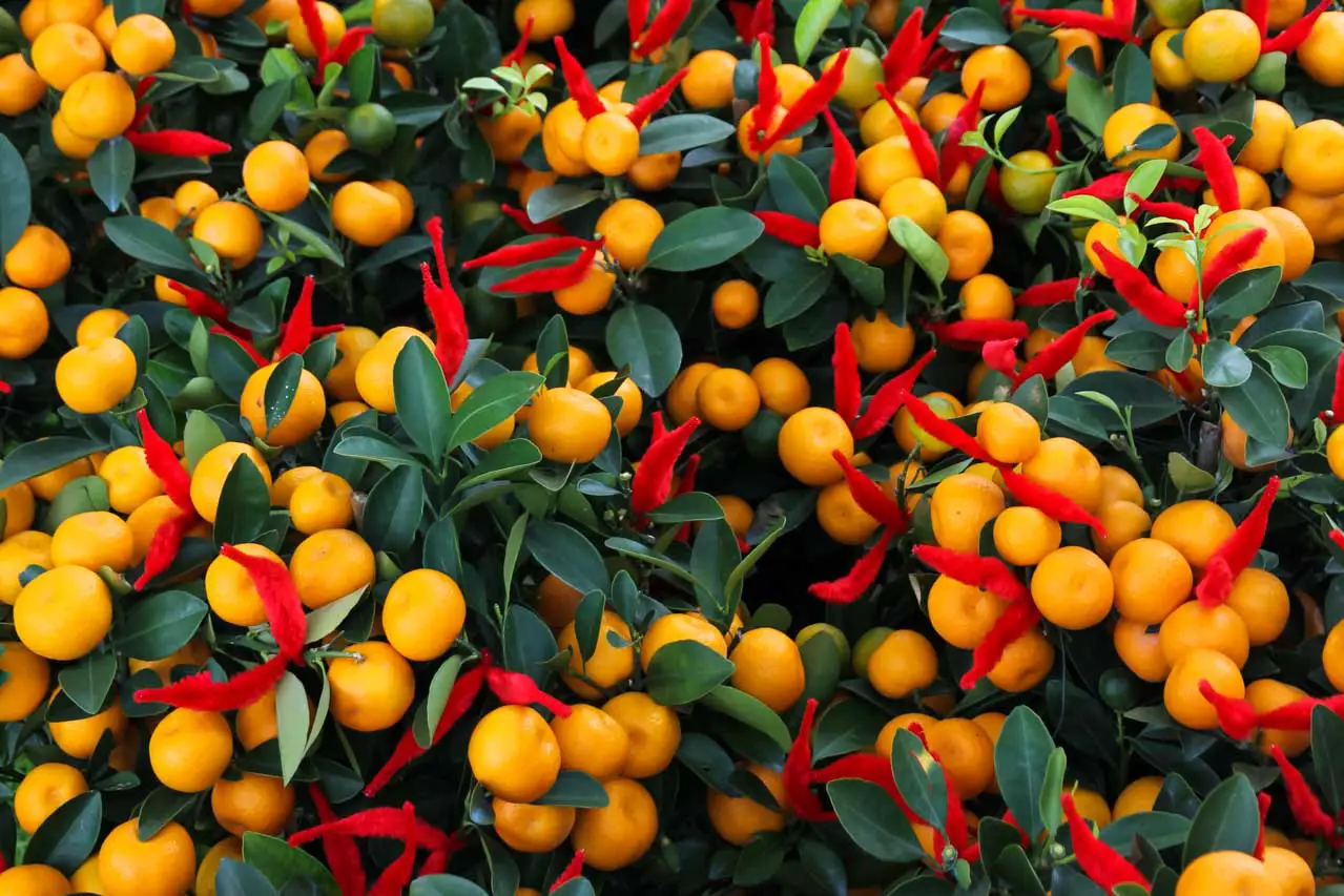 Tangerine plants with red decorations