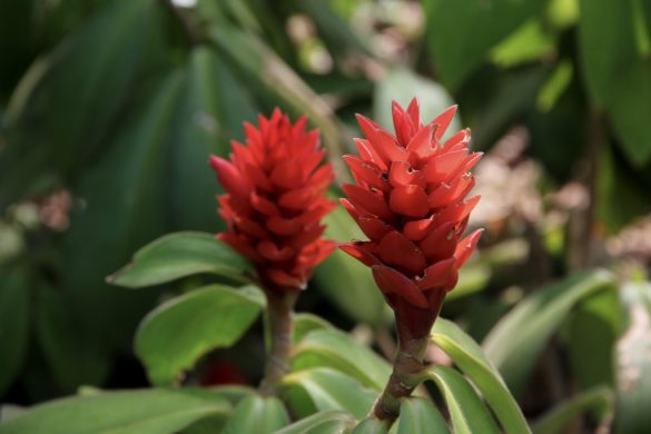 Red Ginger flowers