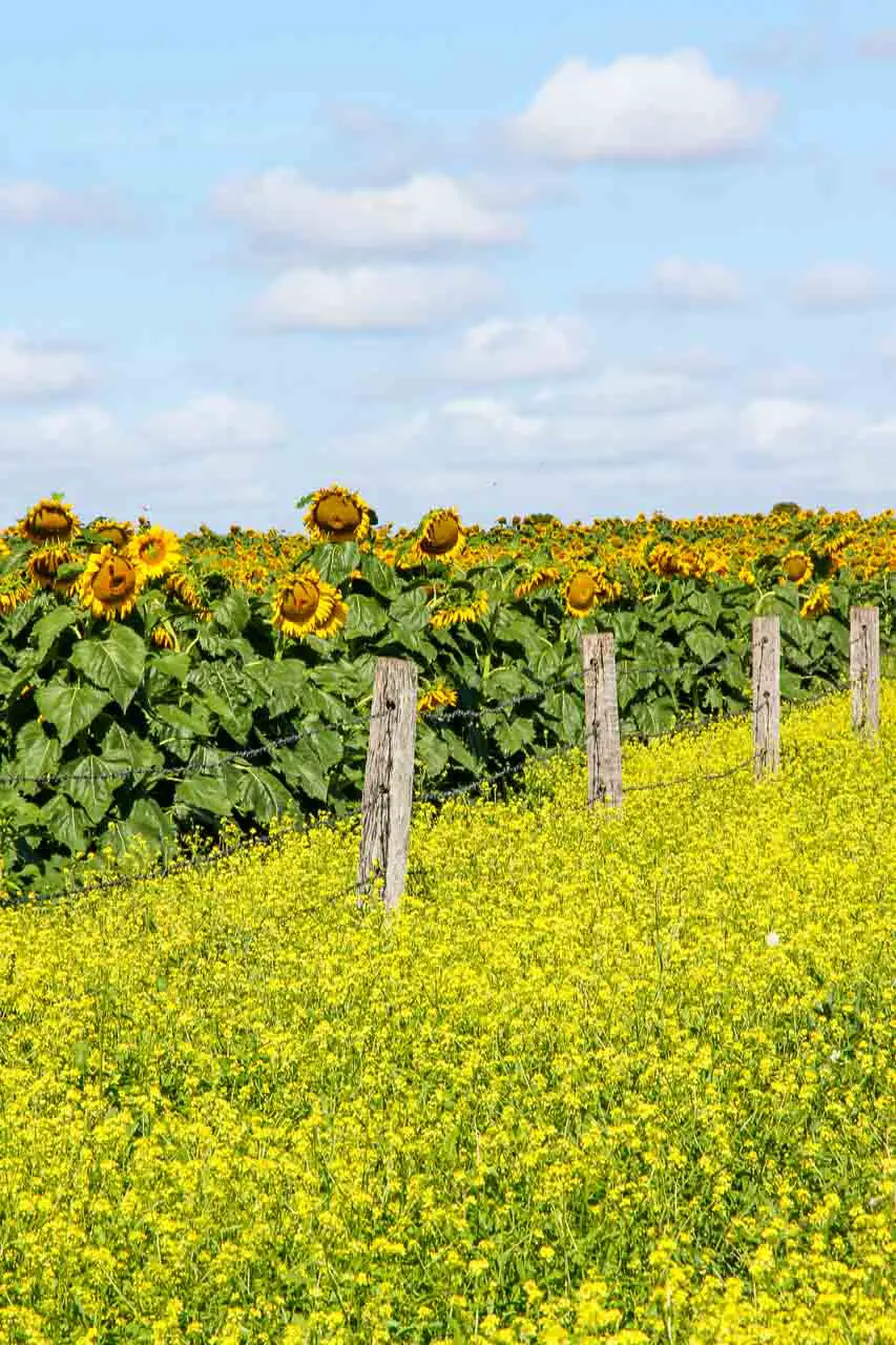 Brilliant yellow blooming sunflowers and canola