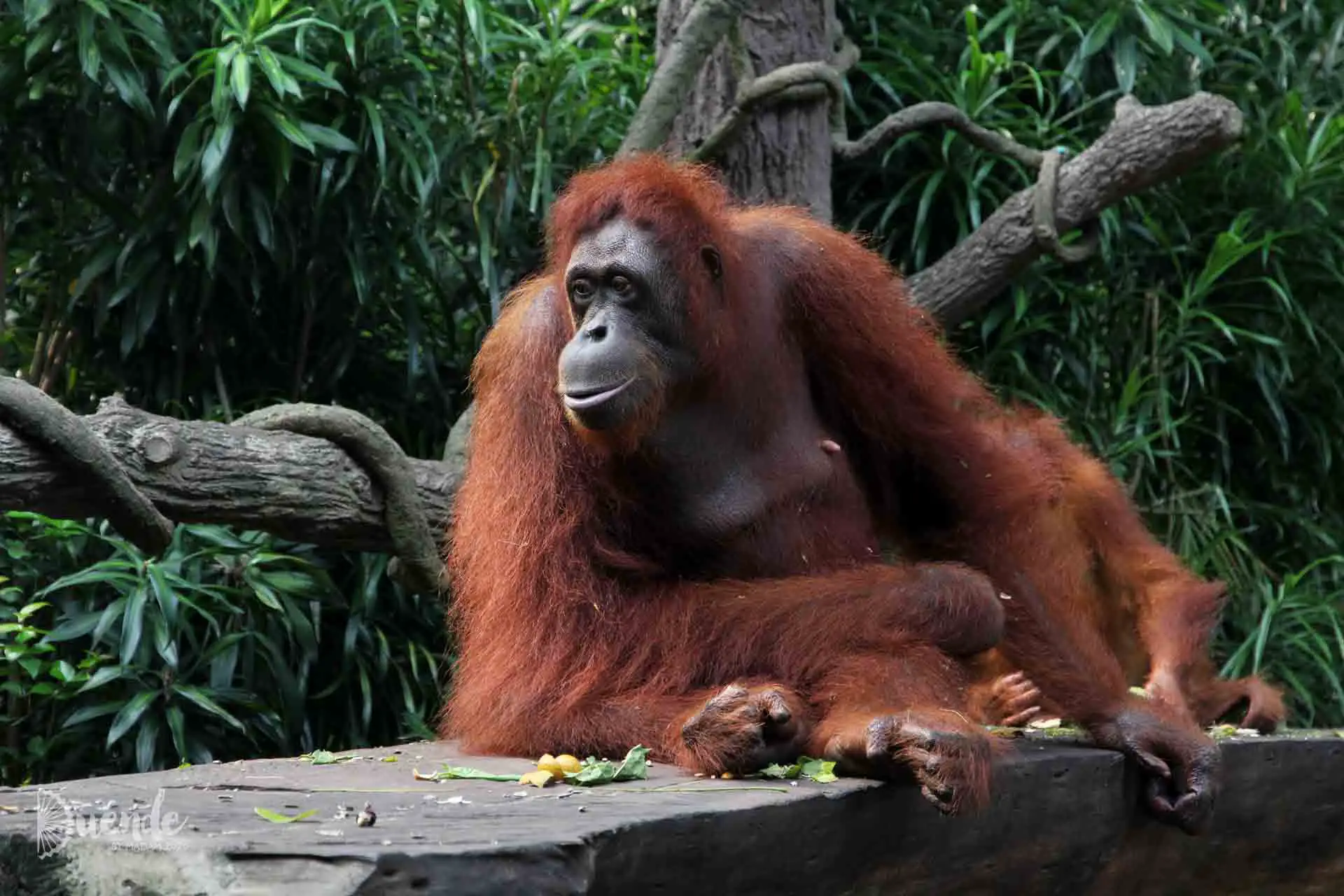Breakfast with the Orangutans at Singapore Zoo