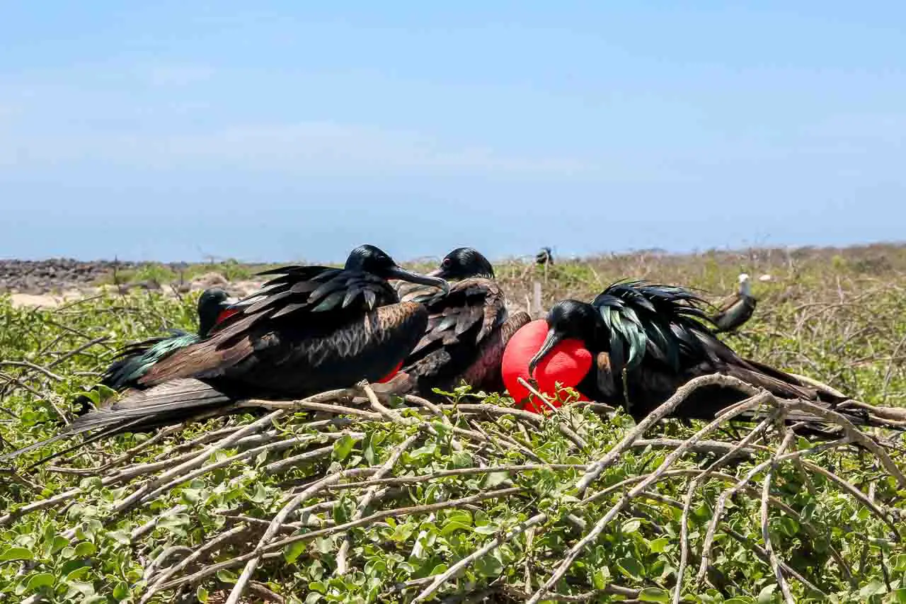 Frigatebirds huddled together, nesting on vegetation