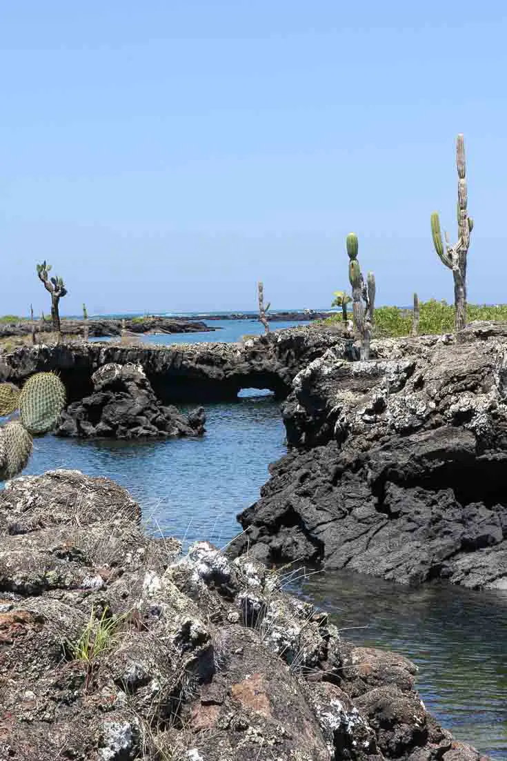 Lava tunnels collapsed into se forming unusual coastline of tunnels growing with cacti