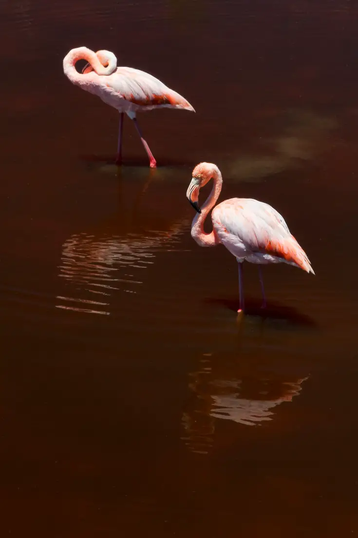 Flamingos wading in a shallow pond