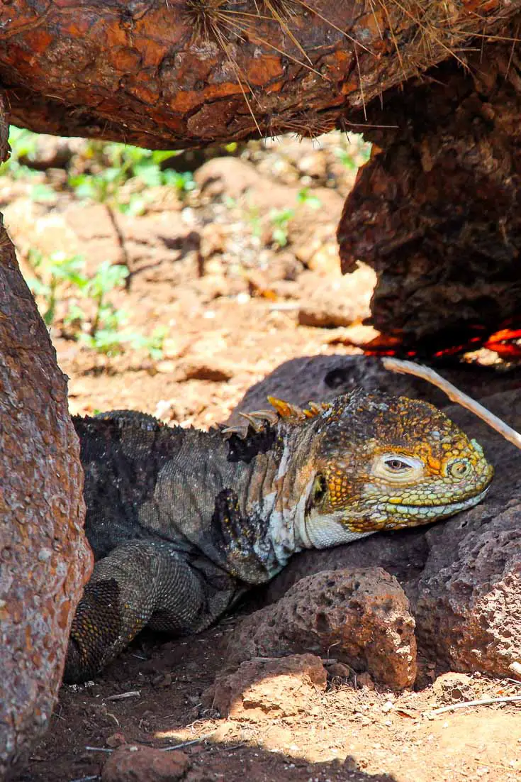 Land iguana resting in the shade