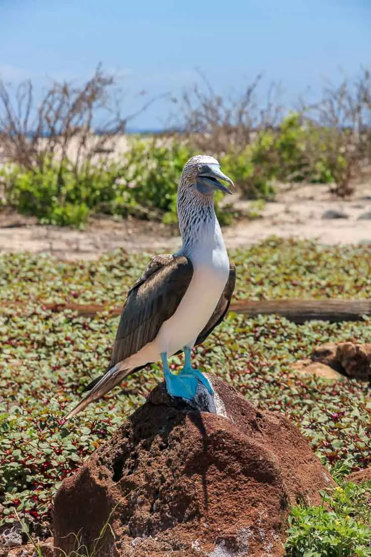 Blue-footed booby standing on a red rock