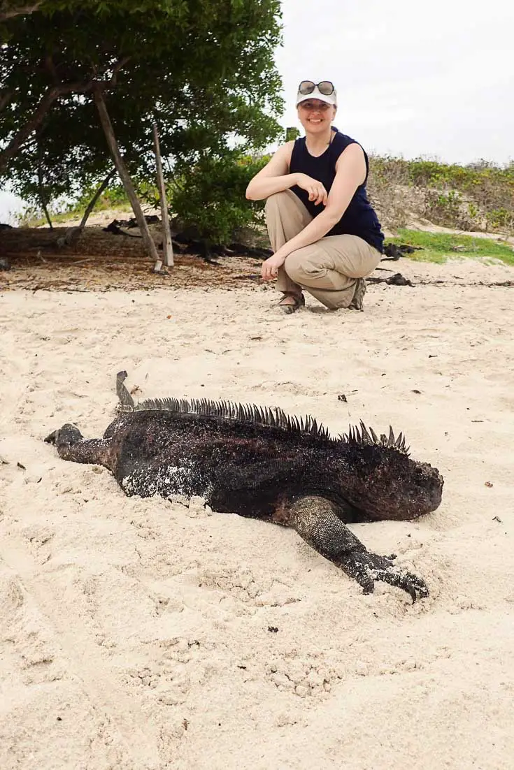 Marine iguana sunning itself on a sandy beach with woman crouching down in the background