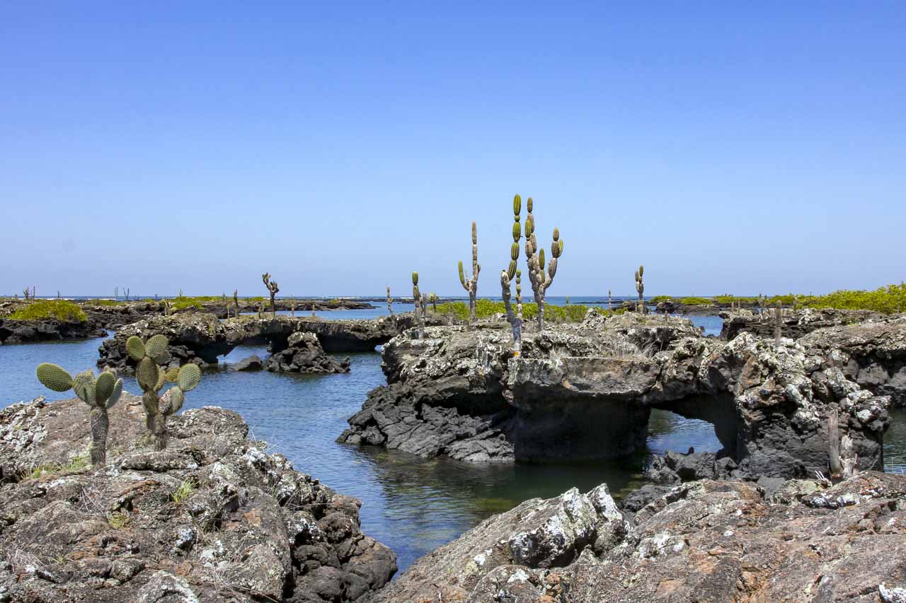 Rock ledges and tunnels on coastline, growing with cacti