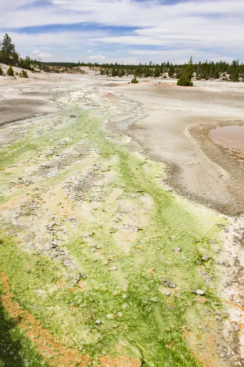 Norris Geyser Basin microbial mat of green