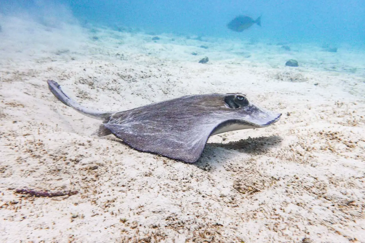 Sting ray swimming along sandy seabed