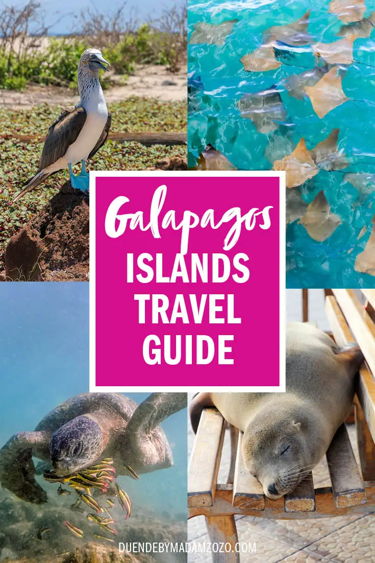 Images of a blue-footed booby, stingrays, sea turtle and a sea lion with text overlay: Galapagos Islands Travel Guide