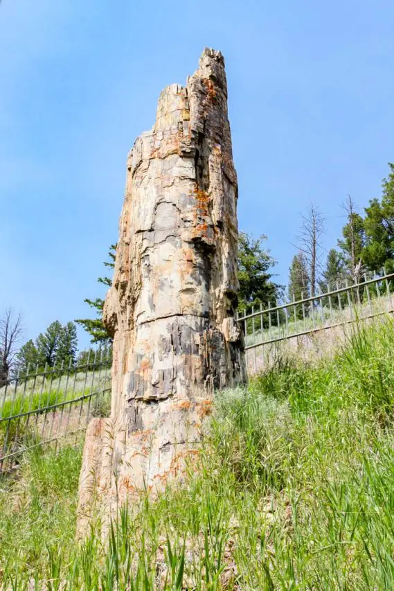 50-Million-Year-Old Petrified Tree
