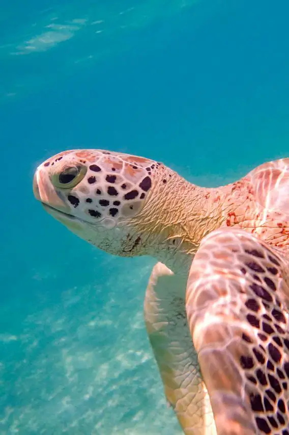 Sea turtle in greenish water with sandy bottom