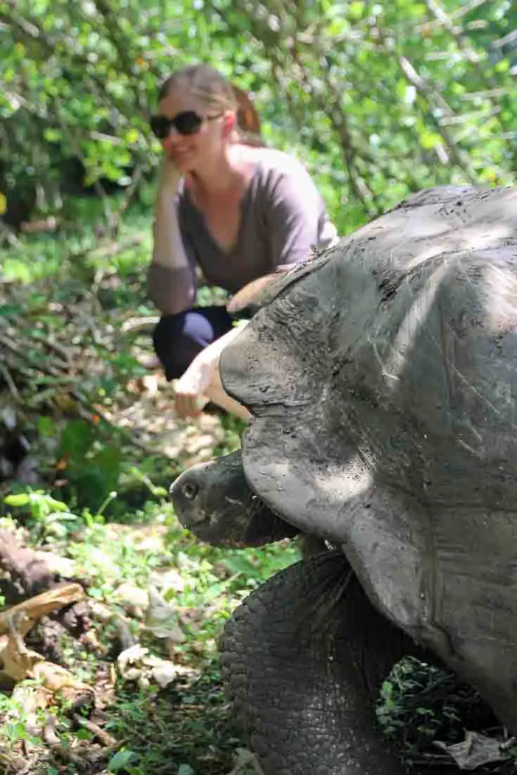 Woman observing Giant Tortise