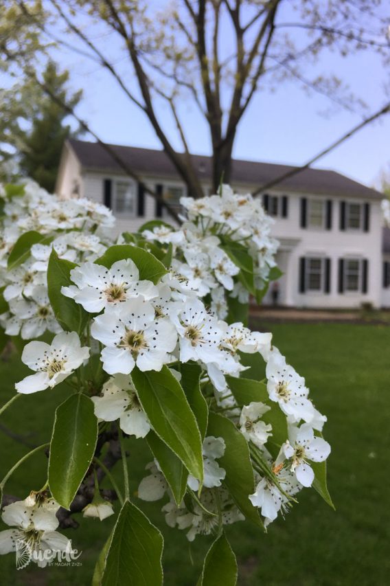 Callery or Bradford Pear Blossoms