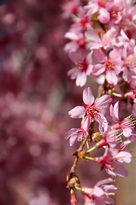 Photo of Cherry Blossoms close up