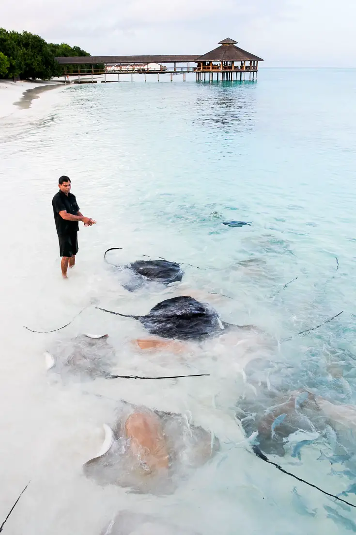 Man in ankle-deep water throwing food to giant stingrays