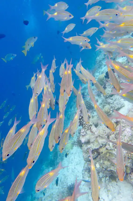 School of silver fish with yellow markings on edge of reef