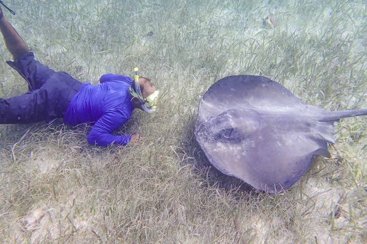 Our experienced guide with a bigger stingray