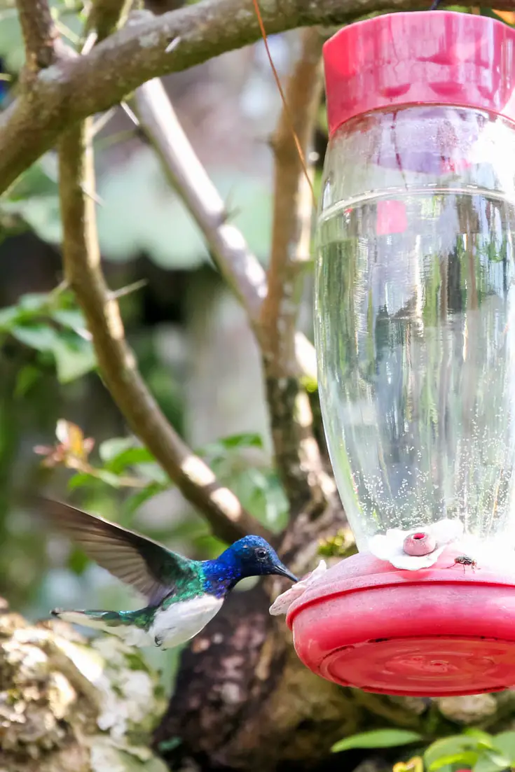 A blue and green hummingbird flying around a hanging bird feeder