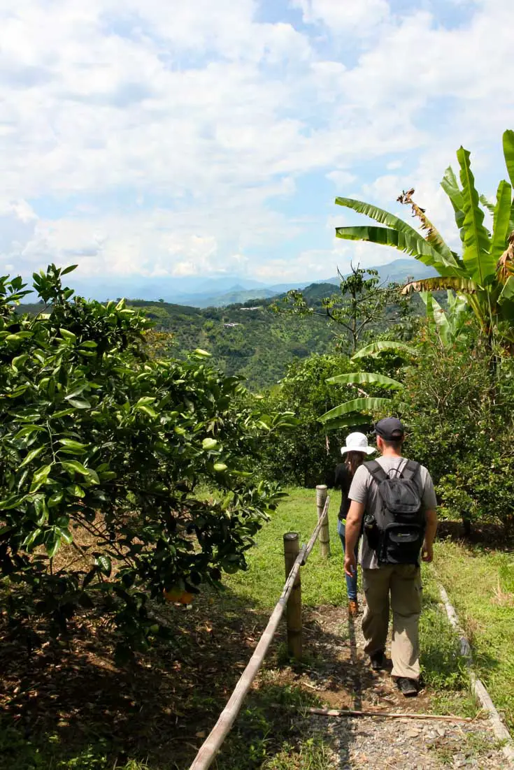 Man and woman walking through orchard with mountains in the background