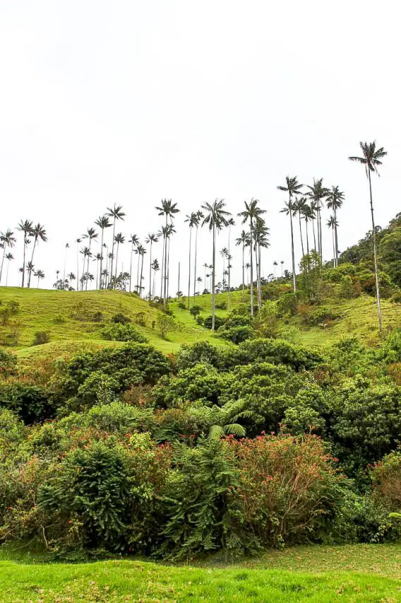 Lush valley with towering Wax Palms