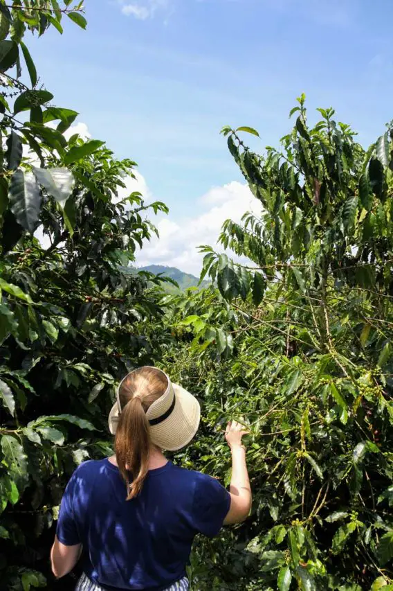 Woman in straw hat and blue shirt among coffee trees with mountain in the distance