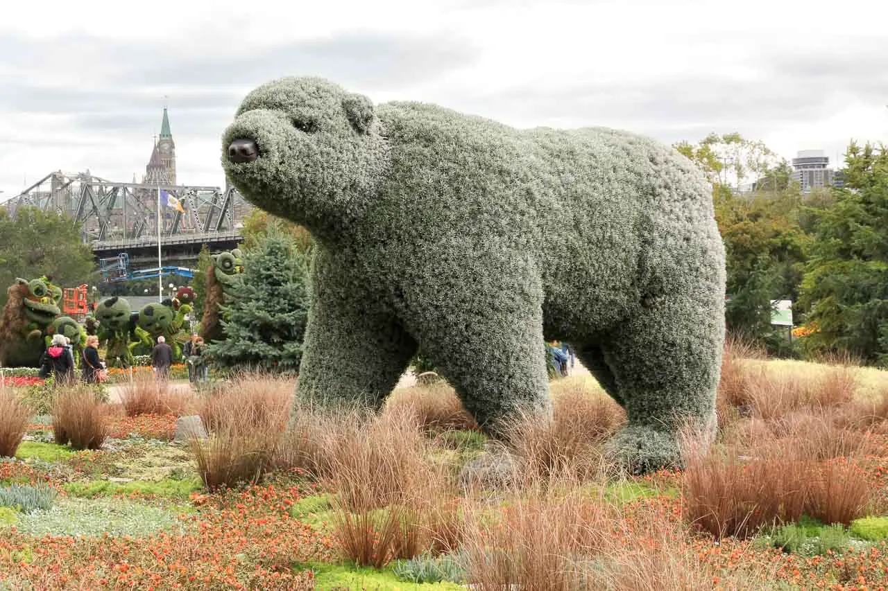 Living sculpture of a Polar Bear, with historic bridge and buildings of Ottawa in the background