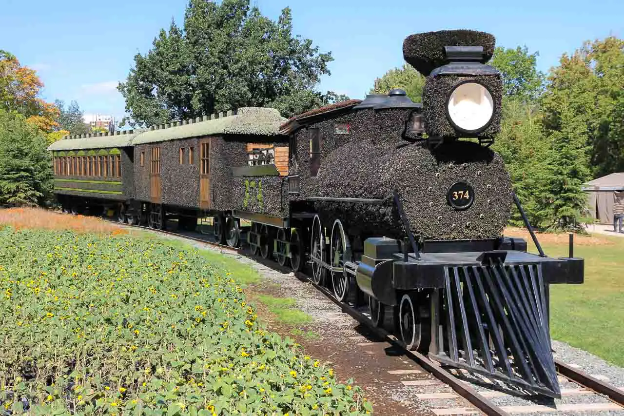 Living sculpture of steam train in field of sunflowers