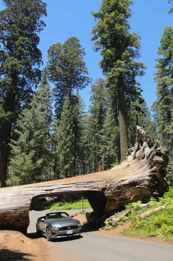 Grey, convertible Mustang driving through cutting in giant sequoia fallen across the road