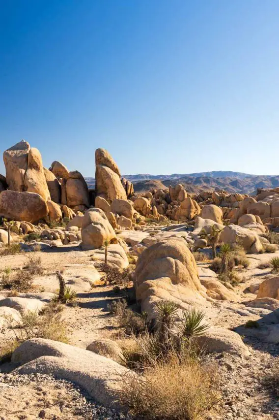 Joshua Tree-dotted, boulder landscape and blue skies
