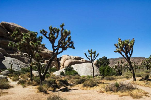 Hall of Horrors rock formation and Joshua trees on a Joshua Tree Day Trip